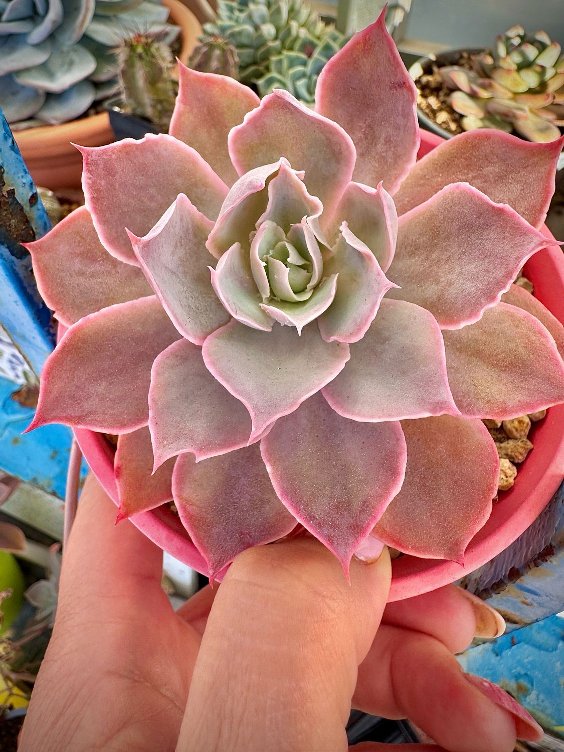 Echeveria Pinky
