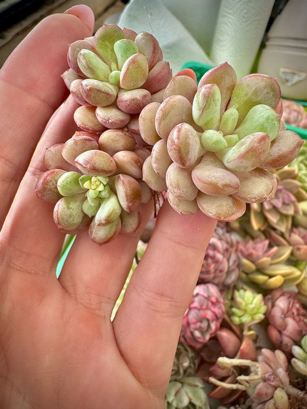 Graptoveria Cute Bean