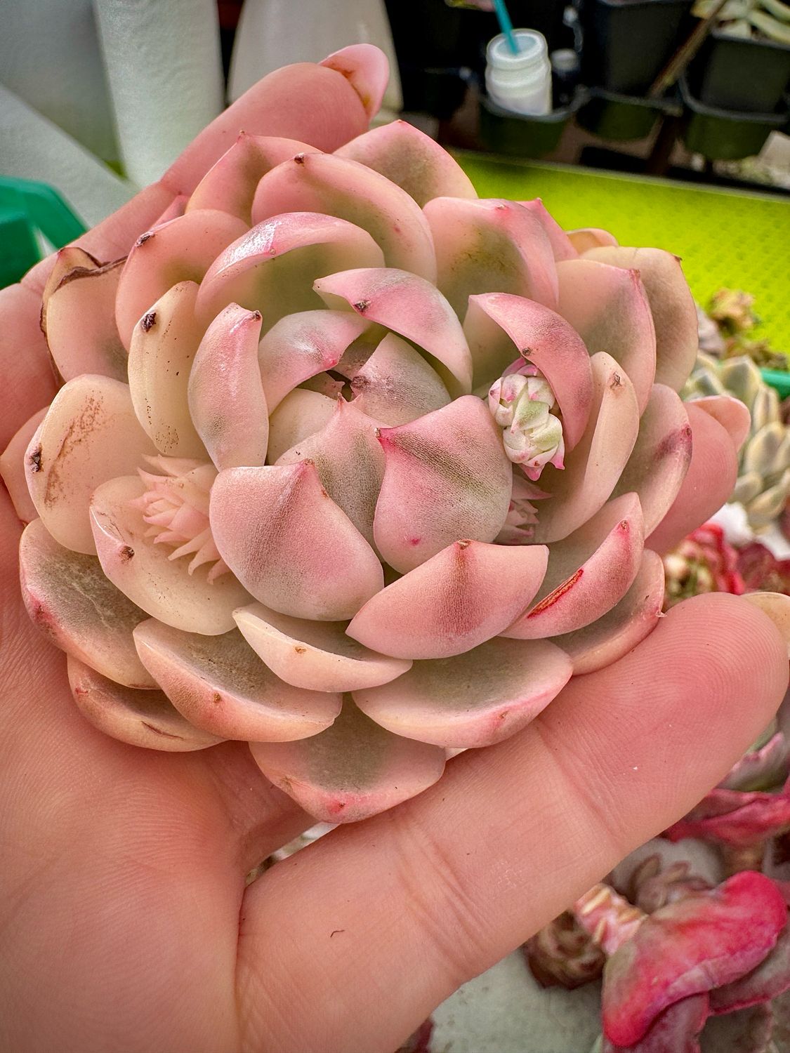 Echeveria Korean Pink Crystal variegada