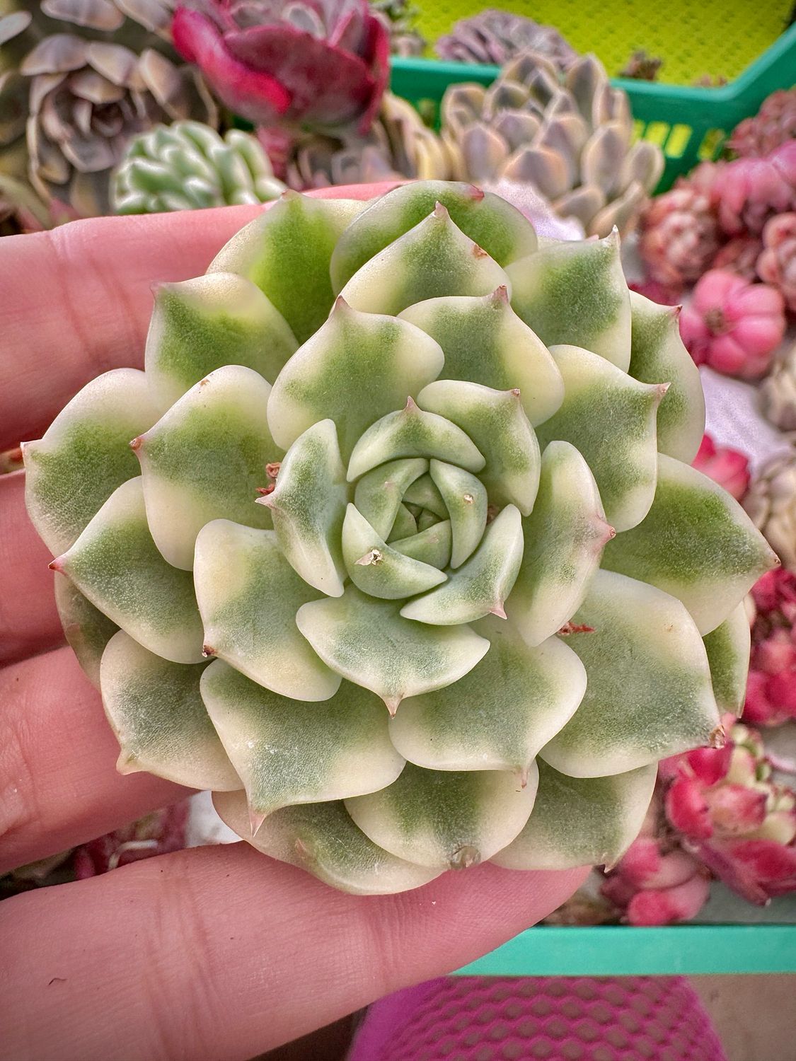 Echeveria Qianqiu variegada
