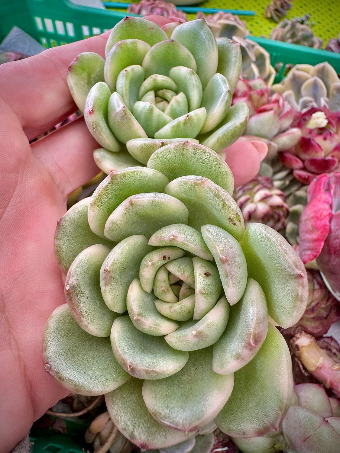Echeveria Pulilynsayana variegada