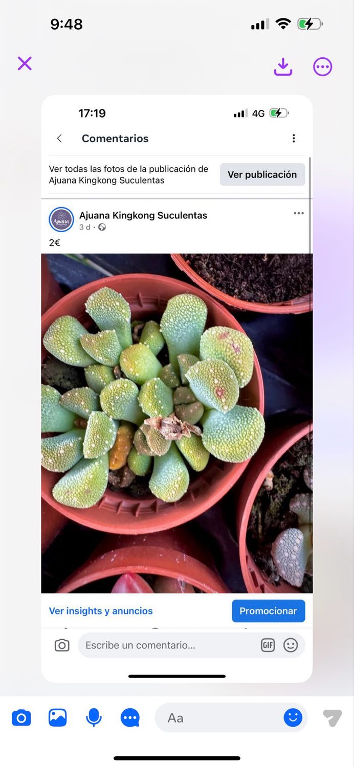 Titanopsis patita de gato