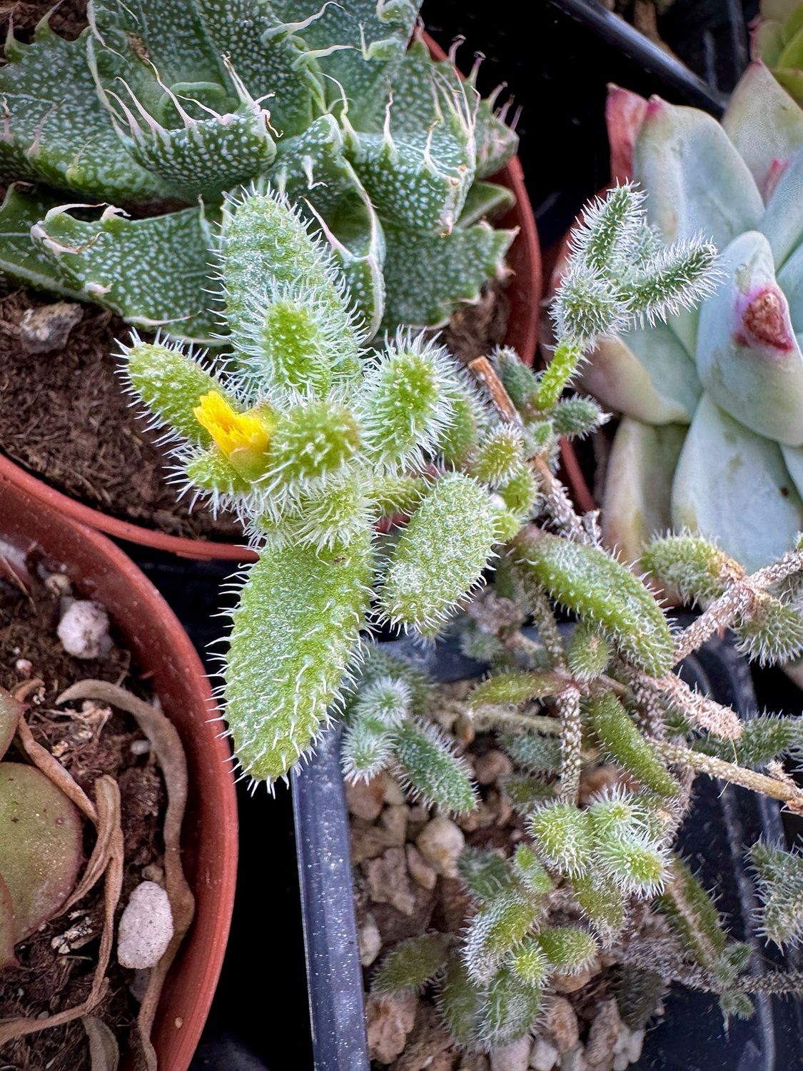 Delosperma Echinatum