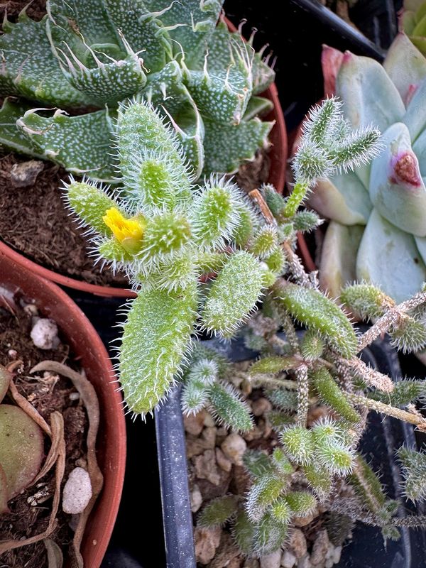 Delosperma Echinatum