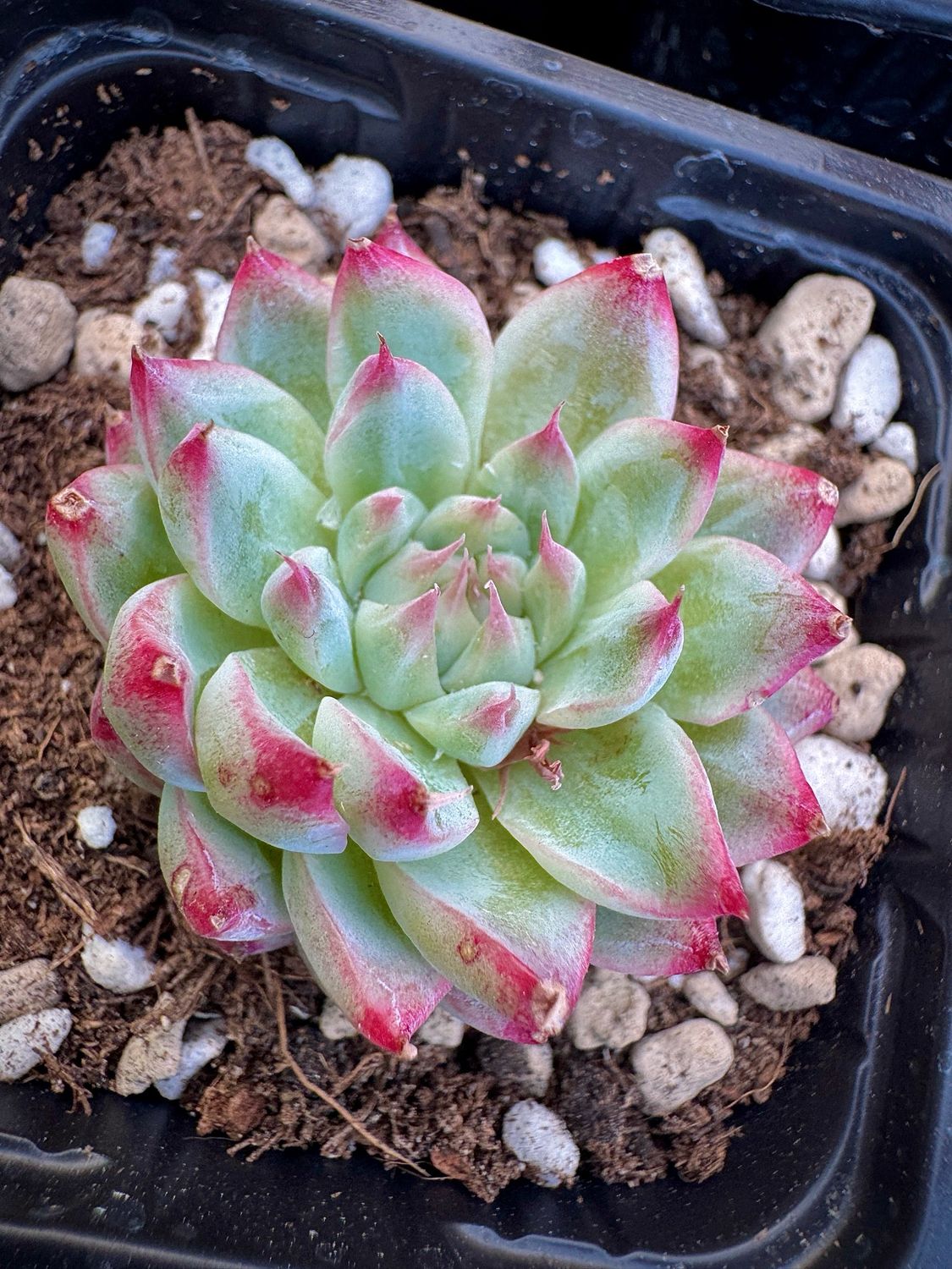 Echeveria Bai Jiji