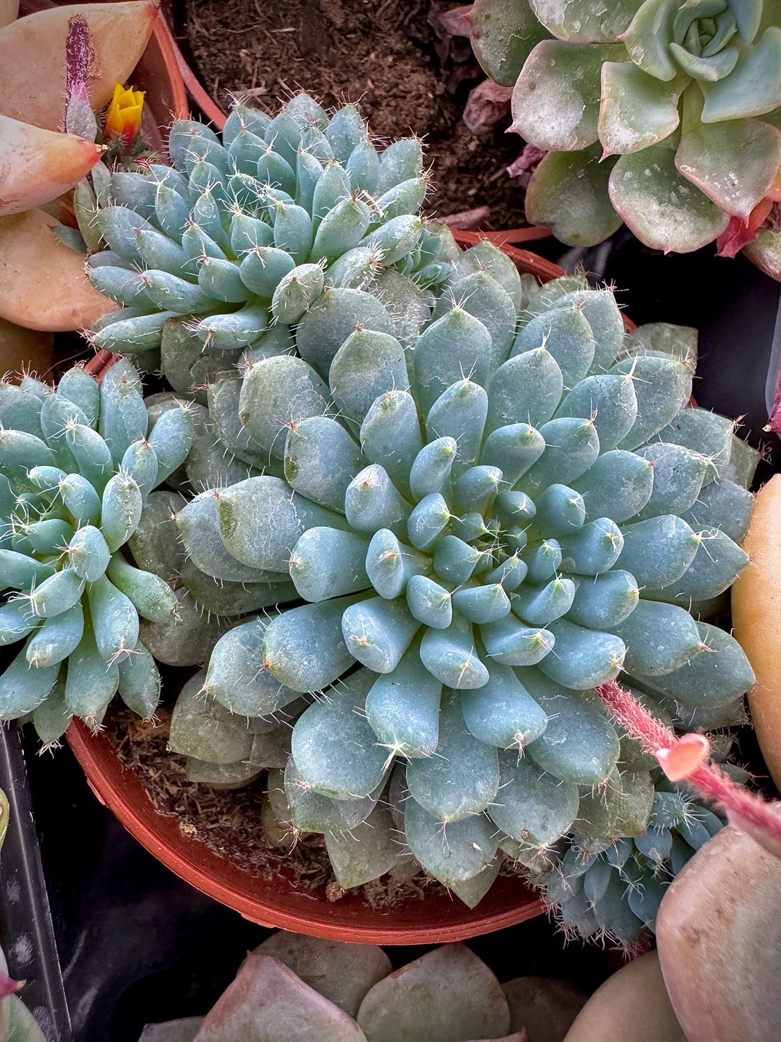 Echeveria Setosa Diminuta