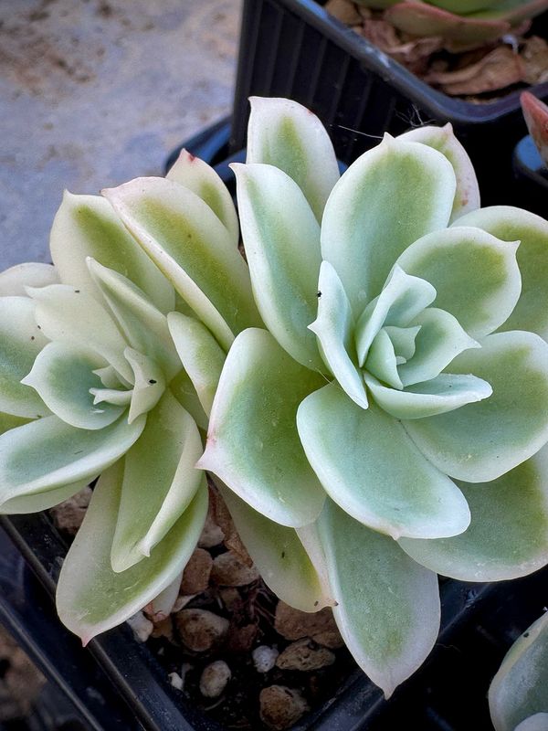 Echeveria Lemon Rose Variegada