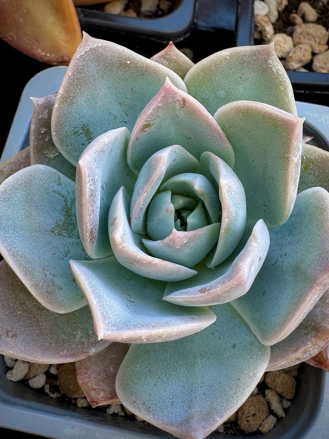 Sedum Suaveolens