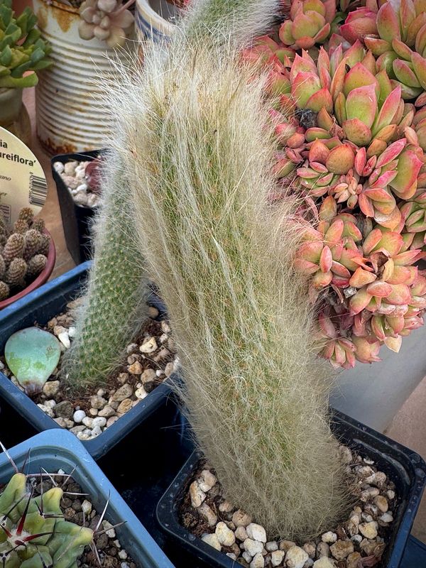 Cactus Cola de Mono auténtica