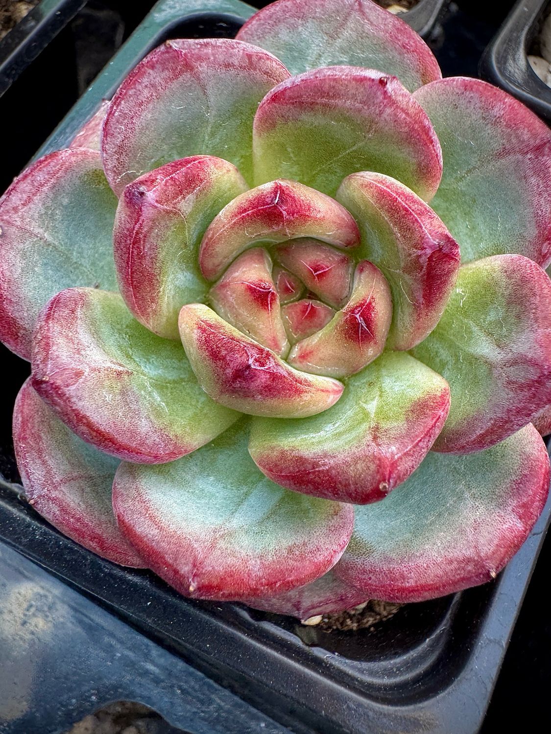 Echeveria Blood Romance