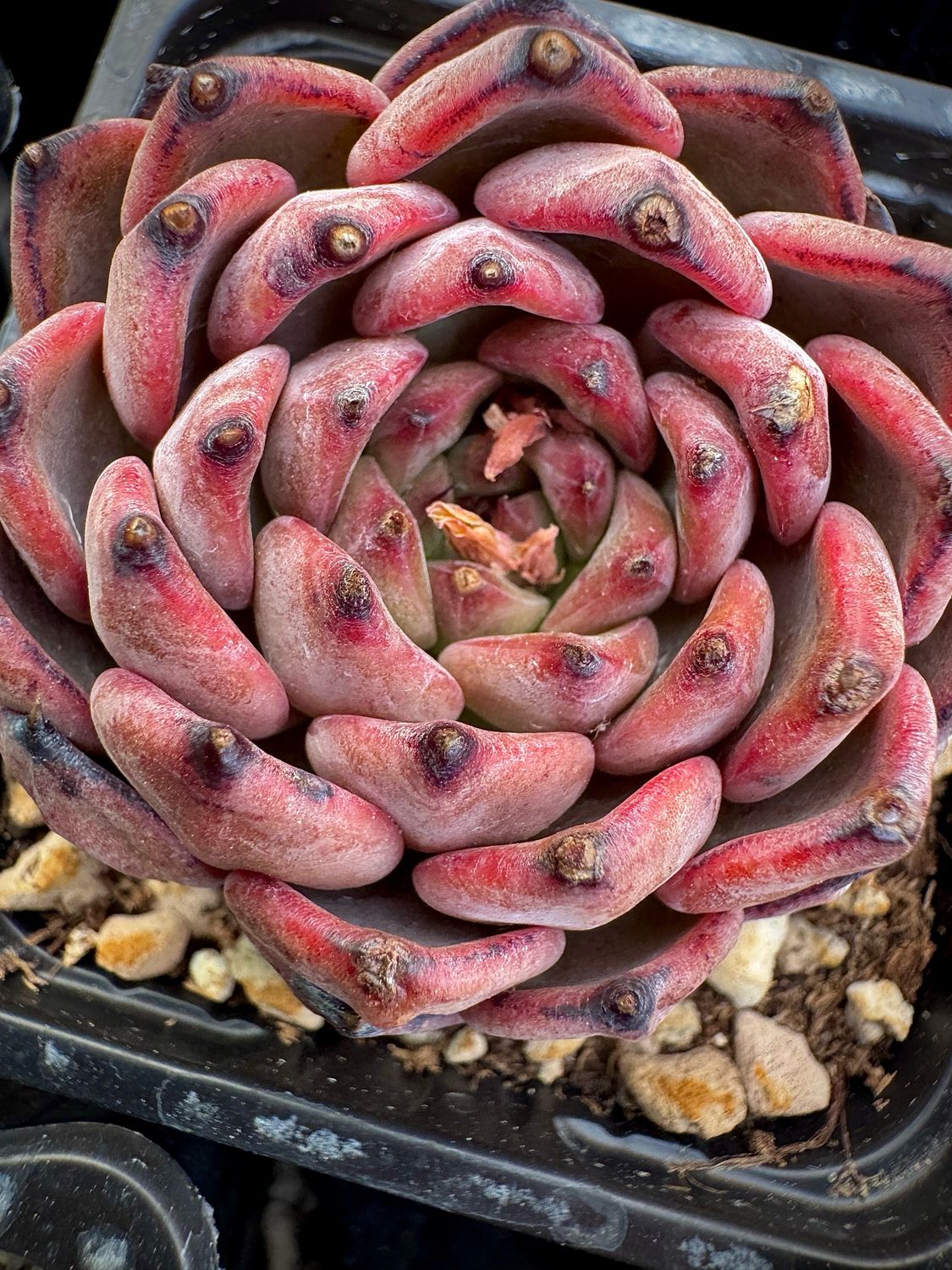 Echeveria Black Snow