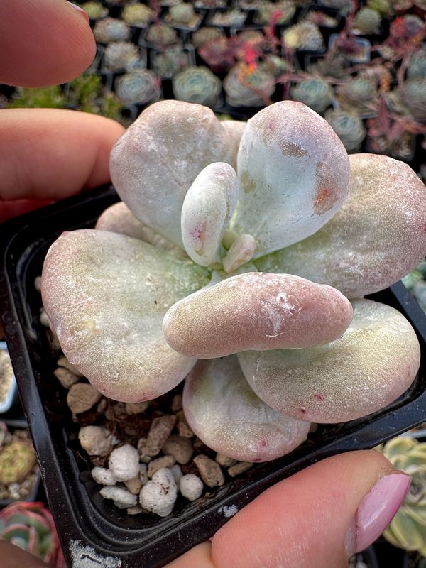 Pachyphytum Botox