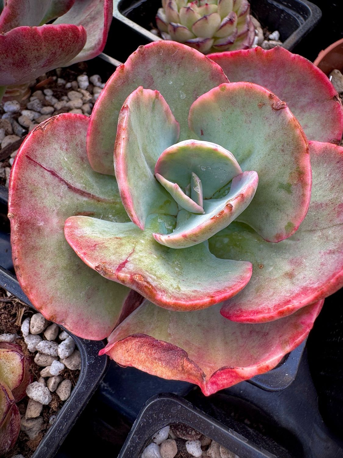Echeveria Dick Wright Variegada