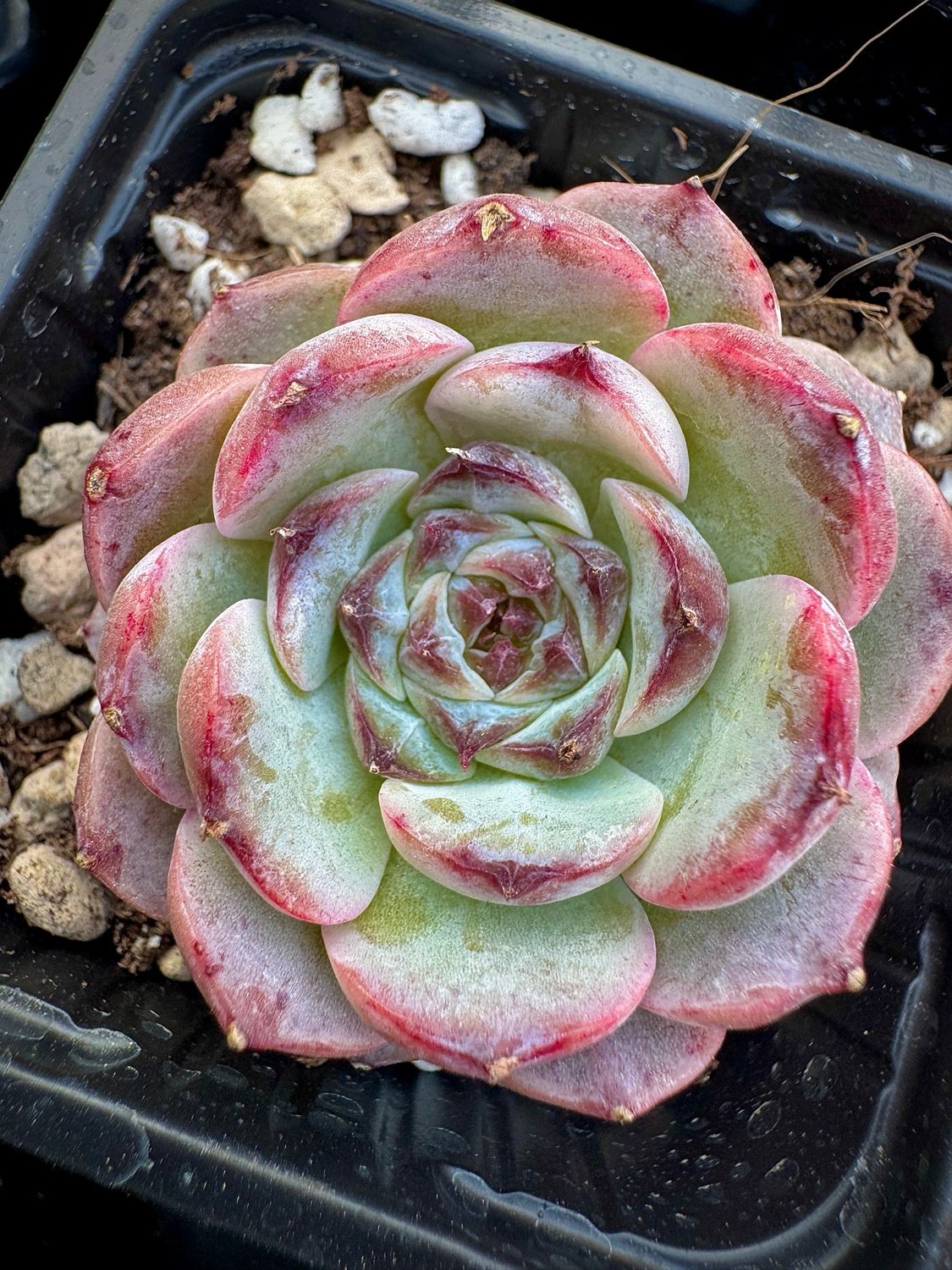 Echeveria Purple Punica