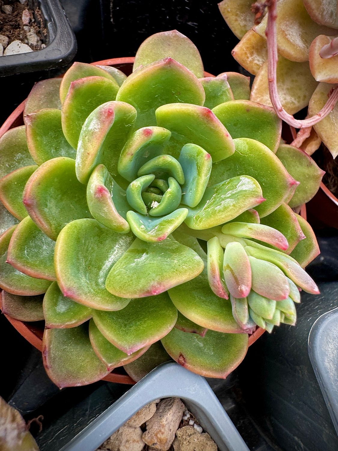Echeveria Dent