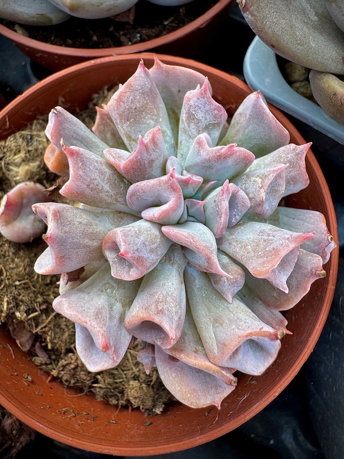 Echeveria Pig Noise