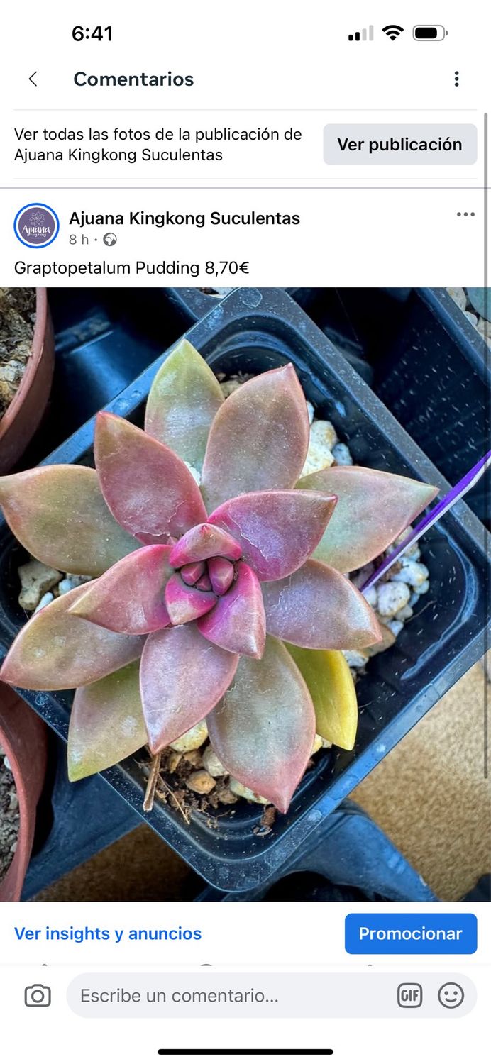Graptopetalum Pudding