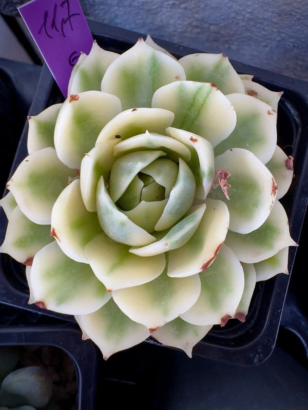 Echeveria Onslow variegada