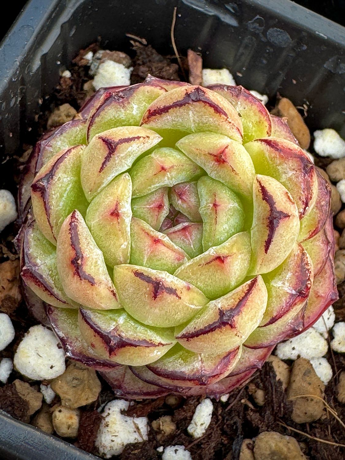Echeveria Arroz Glutinoso (Glutinus Rice)
