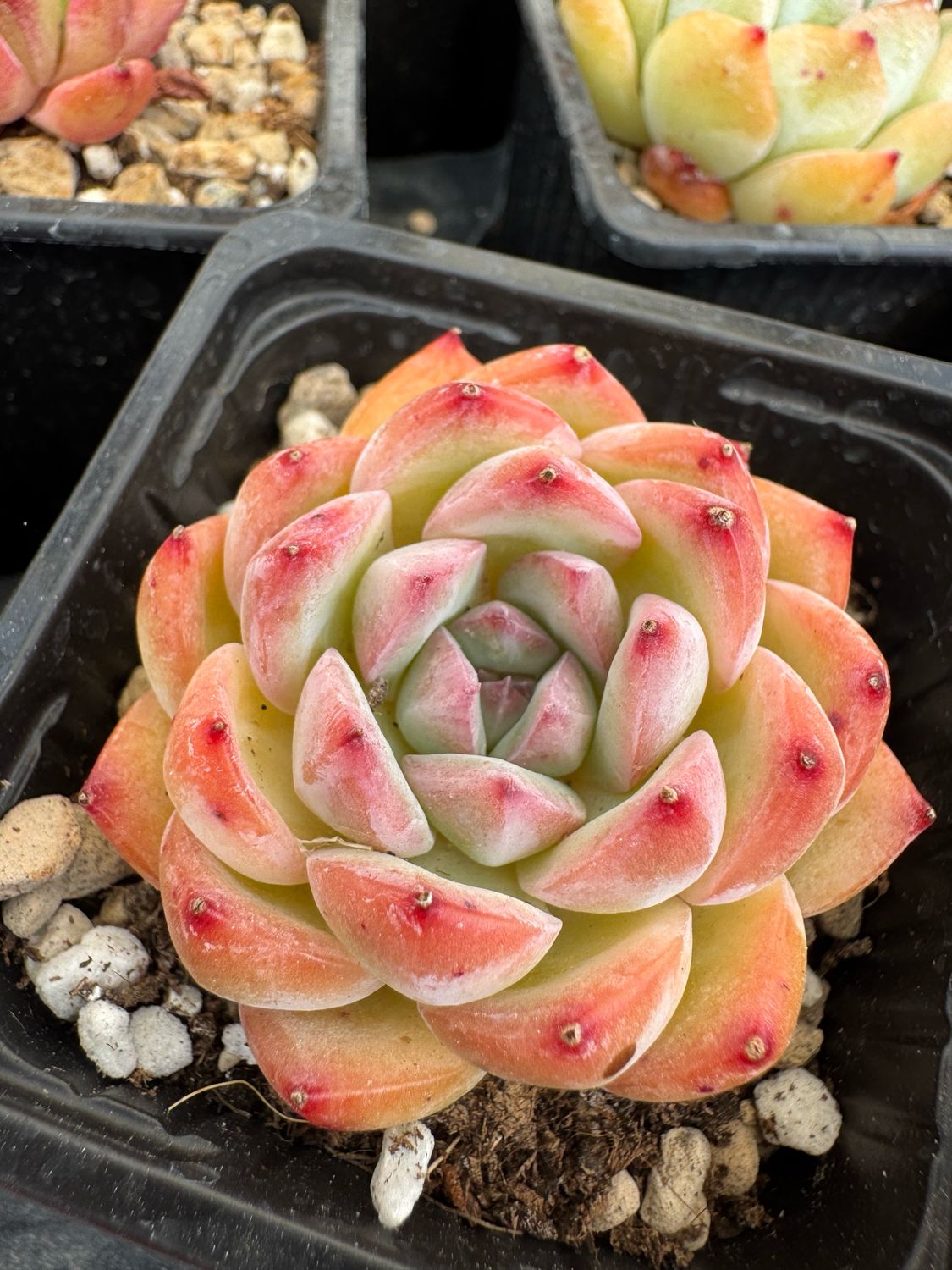 Echeveria Strawberry Almond