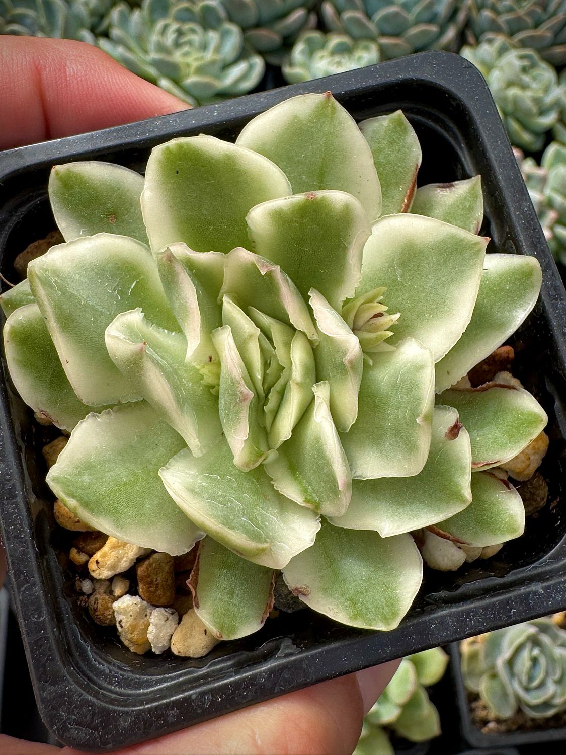 Echeveria Purple Butterfly variegada