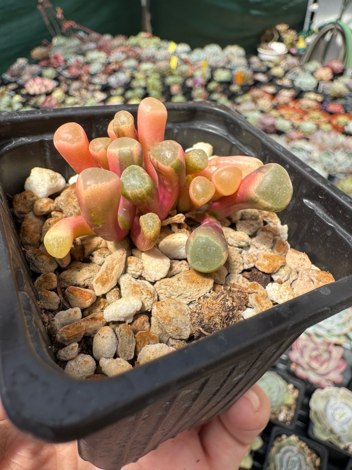 Fenestraria Aurantiaca variegada