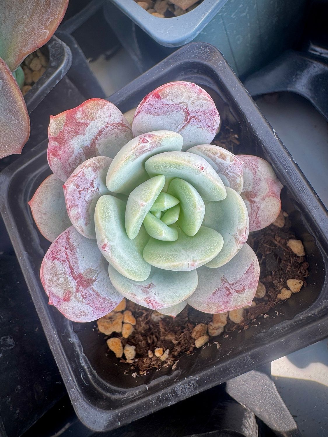 Echeveria Sould Mint