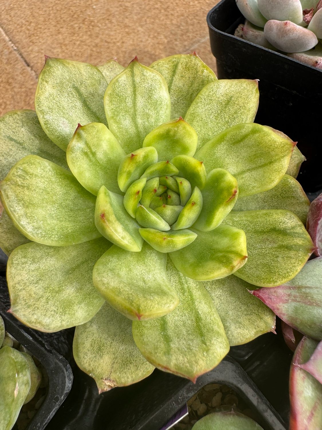 Echeveria Ice Angel monstruosa y variegata