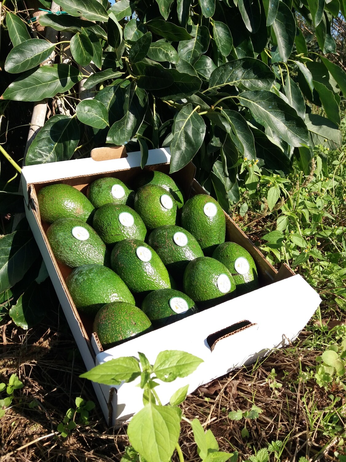 Box Avocado  Bacon