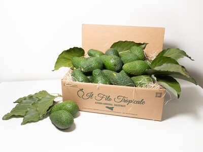 Box Avocado  Hass