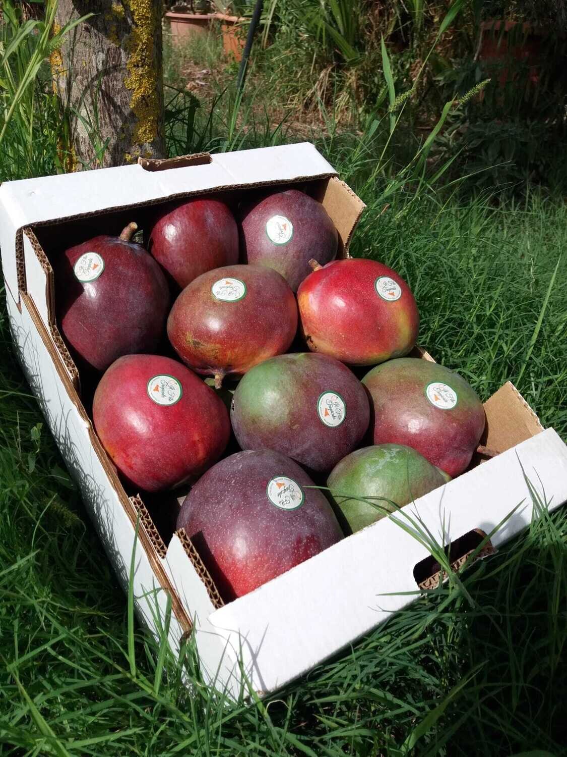 Mango Kent  Box