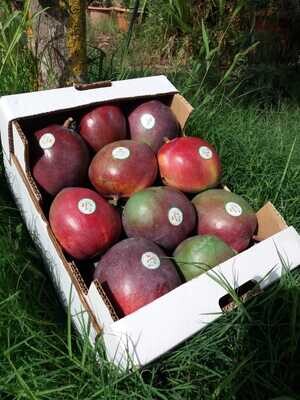 Mango Kent  Box