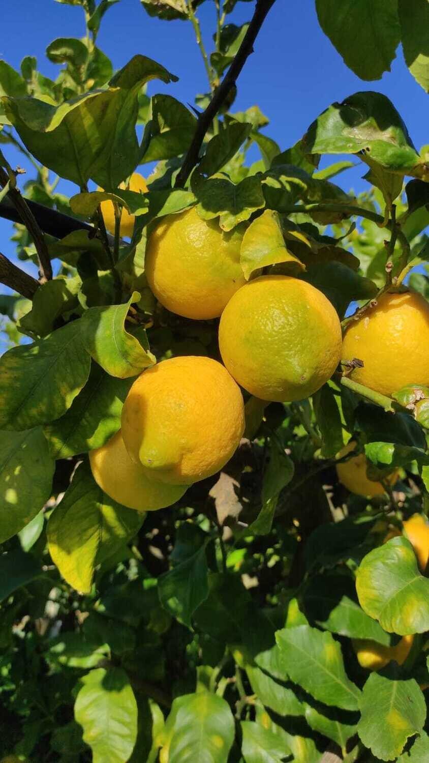 Limone Primofiore Bio a buccia edibile