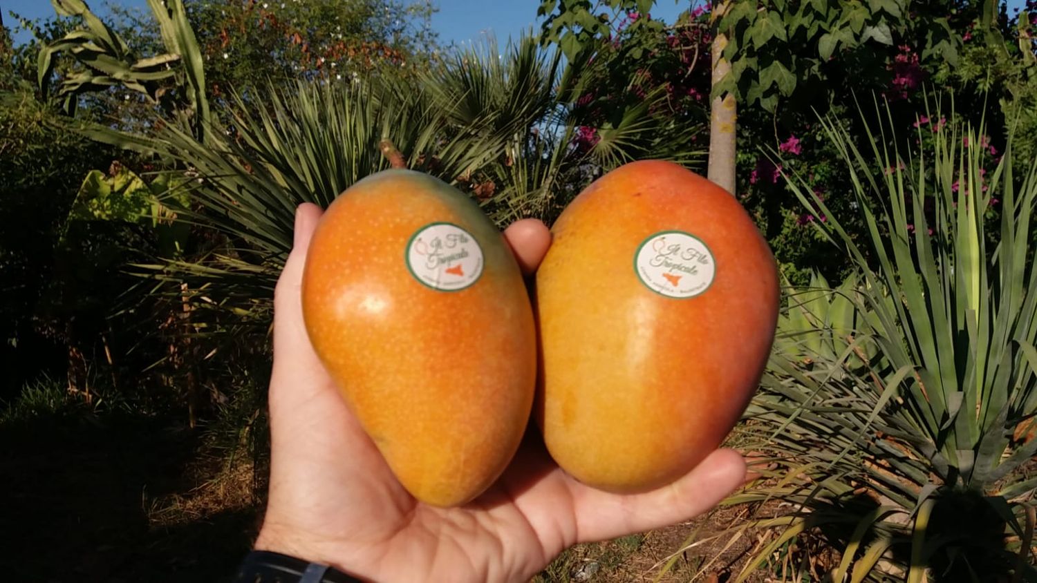 Mango Baby Glenn box 2 kg