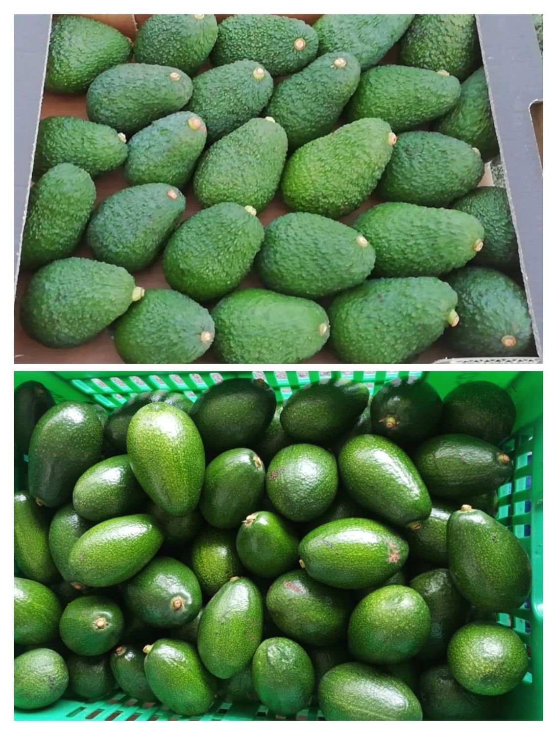 Avocado Baby