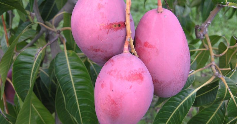 Mango Palmer  Box