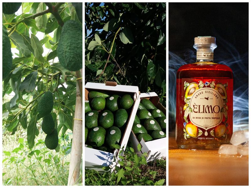 Box 2 Kg Avocado + Amaro tropicale Èlimo da 70 cl