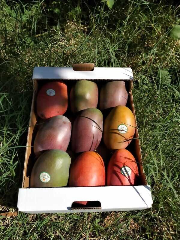 Mango