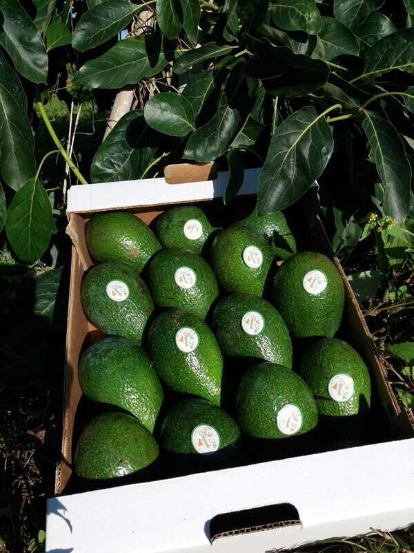 Avocado