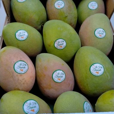 Mango Kensington Pride Box Mango Kensington Pride Box