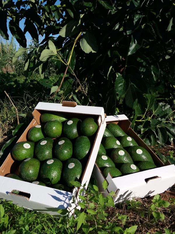 Box  2 KG DI AVOCADO + INDIKA LIQUORE AL MANGO