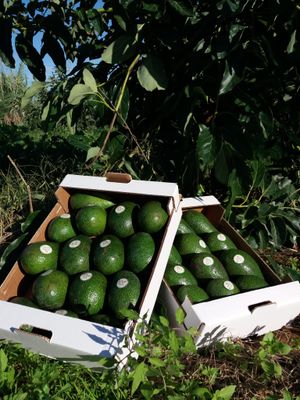 Box  2 KG DI AVOCADO + INDIKA LIQUORE AL MANGO