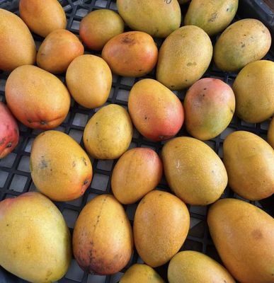 Mango Baby Glenn box 2 kg