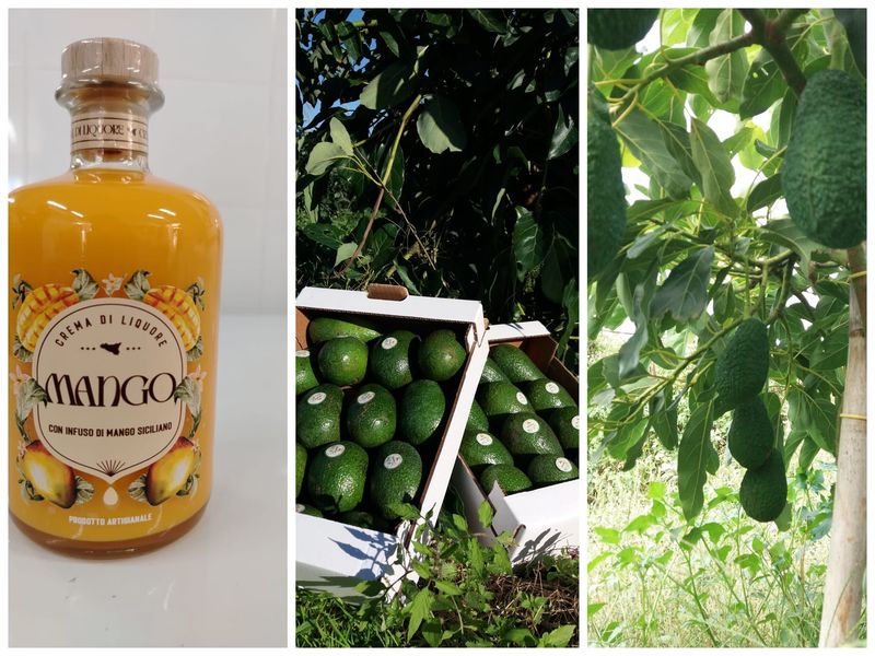 Box 2 kg AVOCADO + Crema di liquore al mango