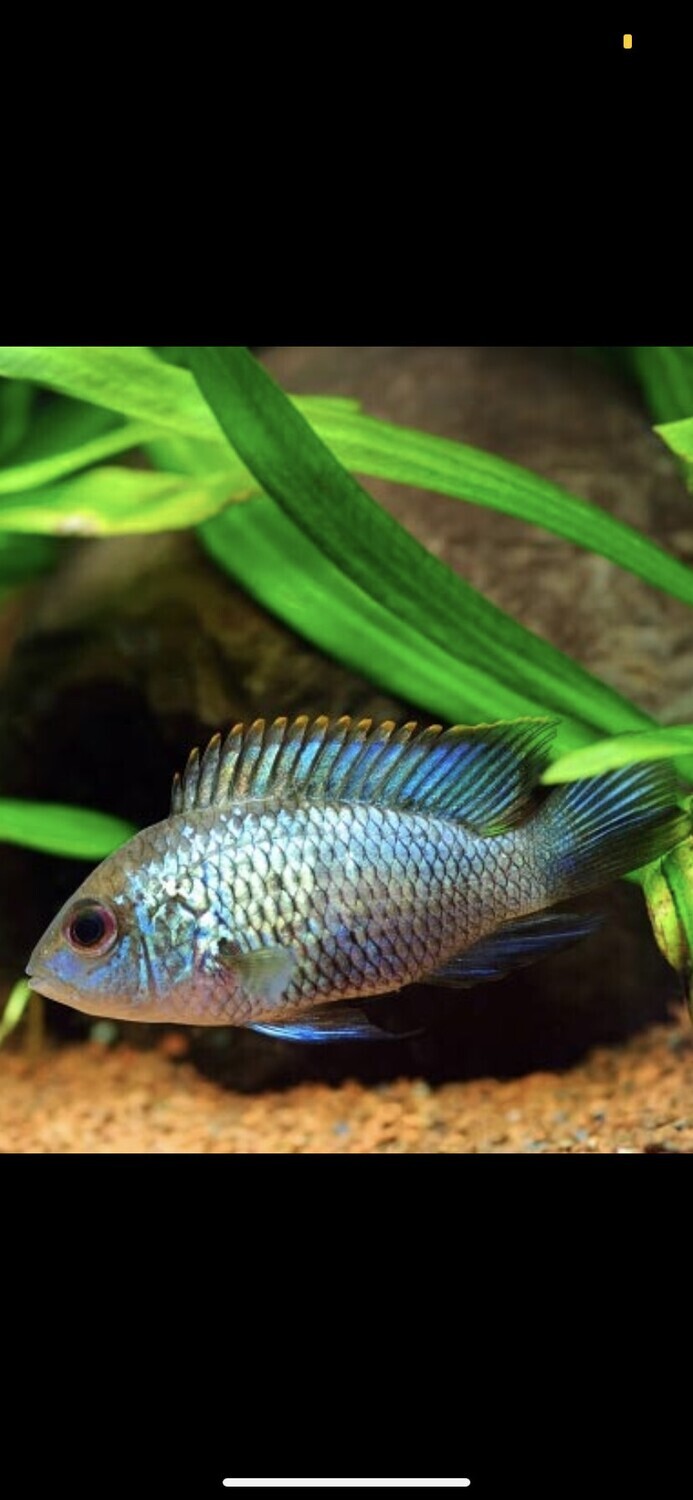 ACARA, ELECTRIC BLUE*(2@$50)