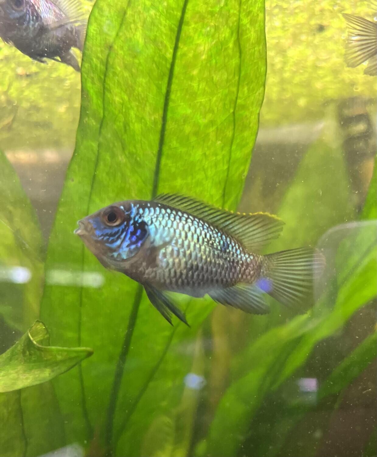ACARA, ELECTRIC BLUE 1.5" *