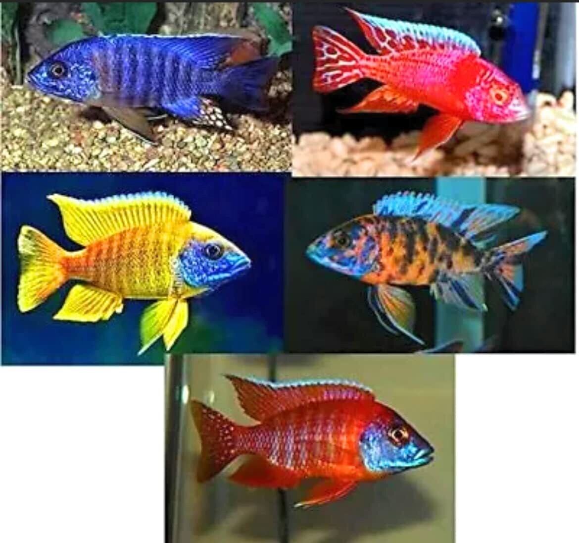 AFRICAN, PEACOCK, ASST, 4"(2@$50) *