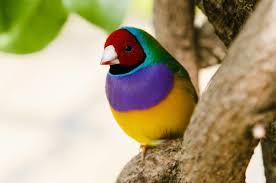 FINCH, LADY GOULDIAN *
