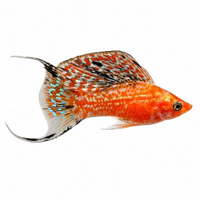 FISH
