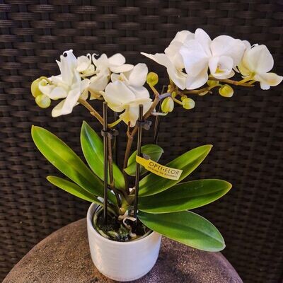 Weisse Orchidee mit Topf